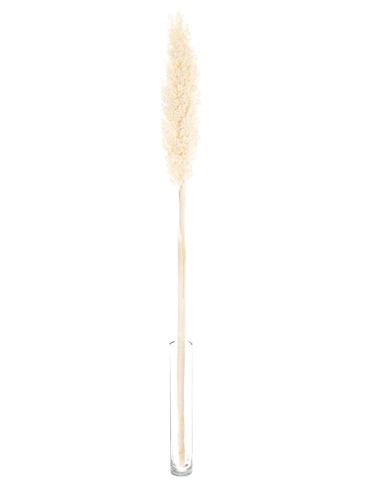blumigo-trockenblumen-sorghumhirse-wei-creme-gebleicht image 3