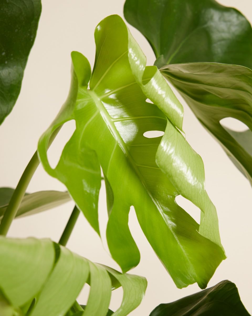 plnts-rareplnts-monstera-deliciosa-zimmerpflanze-65cm-17cm-topf image 4