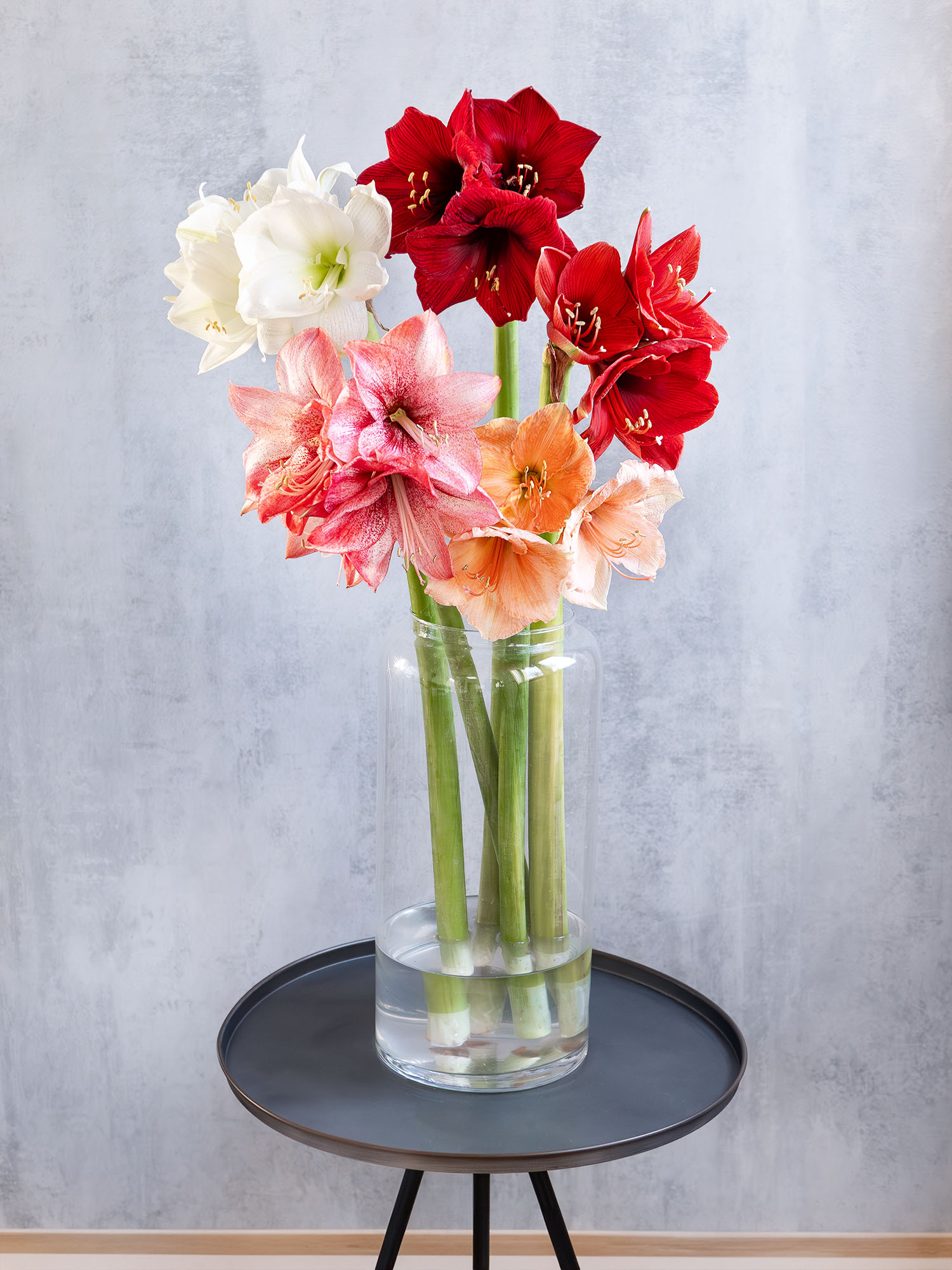 blumigo-amaryllis-berraschungsmix-blumenzwiebeln-5-st-ck image 1