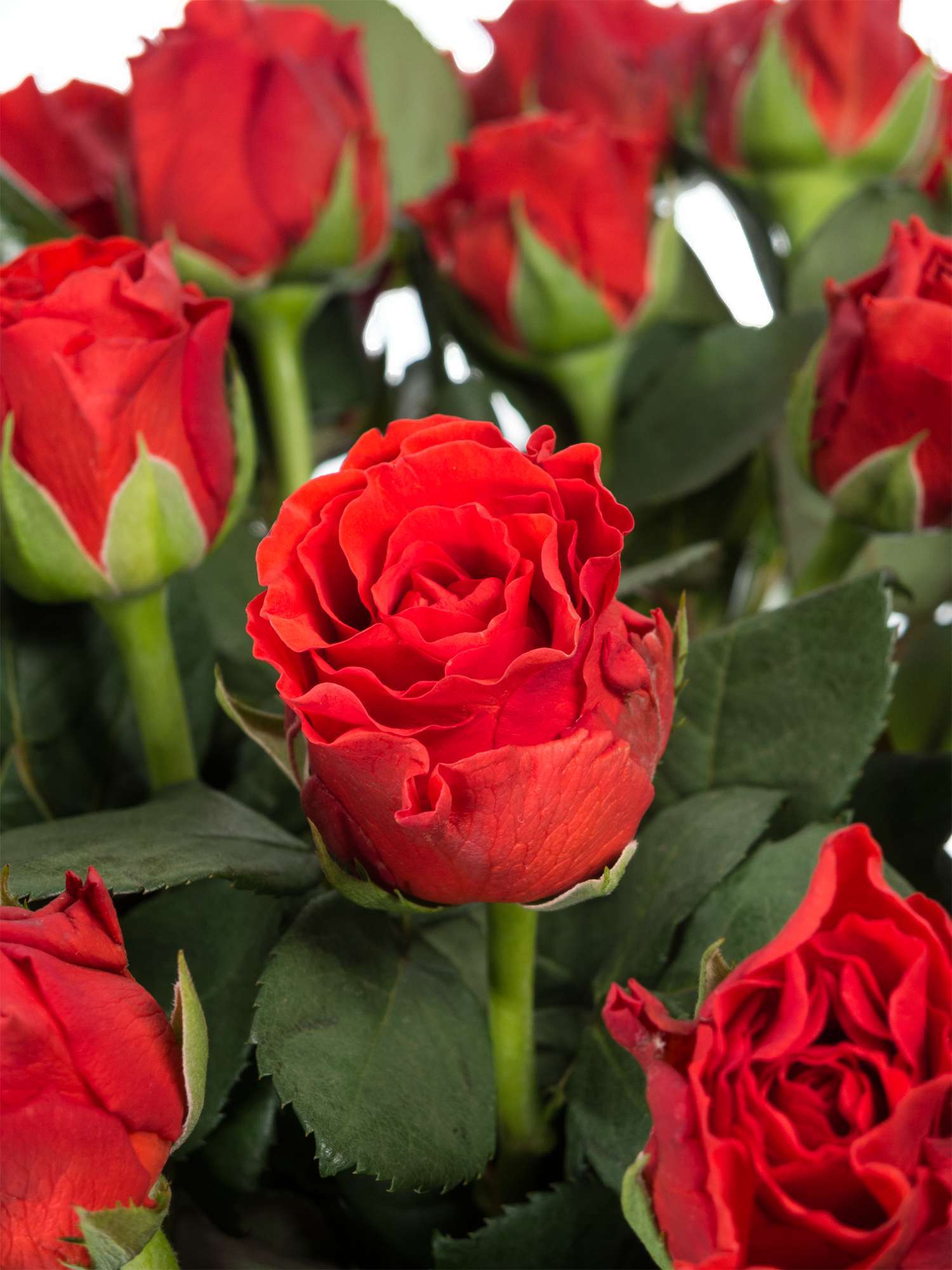 blumigo-rosen-el-torro-schnittrose-rot-gro-blumig image 1