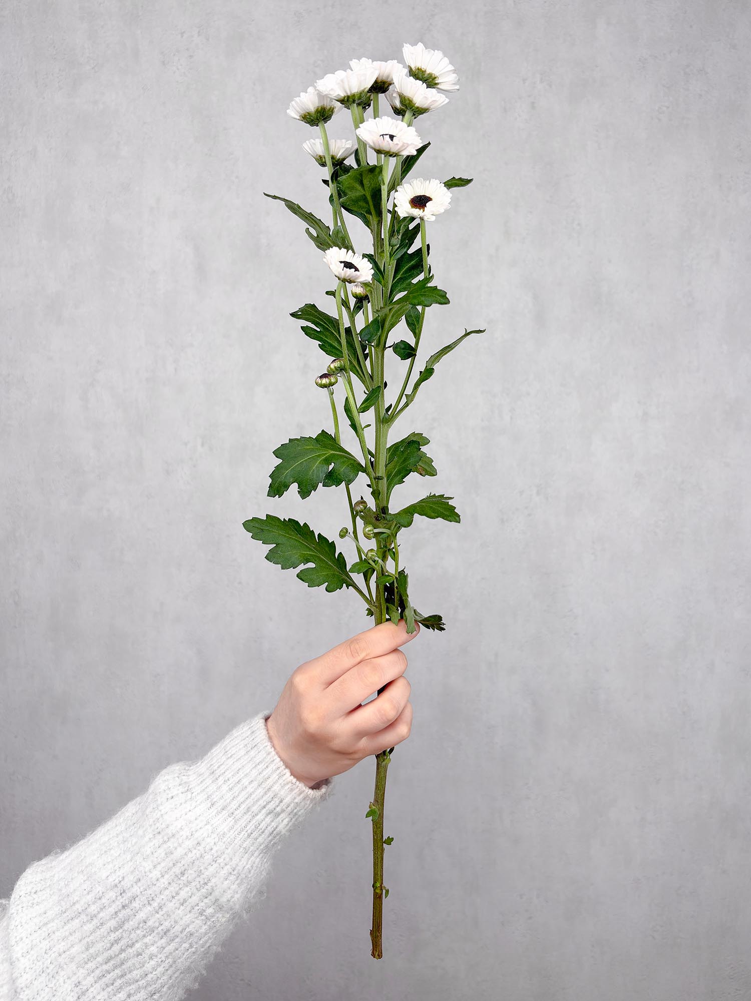 blumigo-chrysanthemen-santinis-patrese-schnittblume-wei image 2