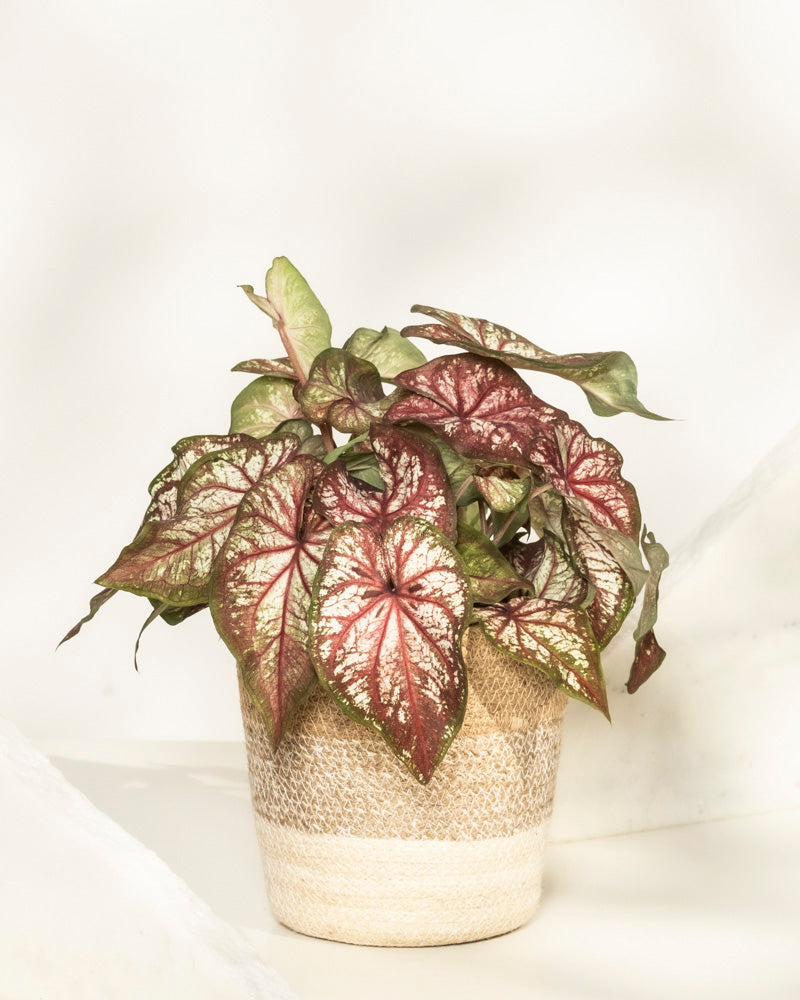 feey-variado-caladium-bicolor-zimmerpflanze-bunte-bl-tter image 8