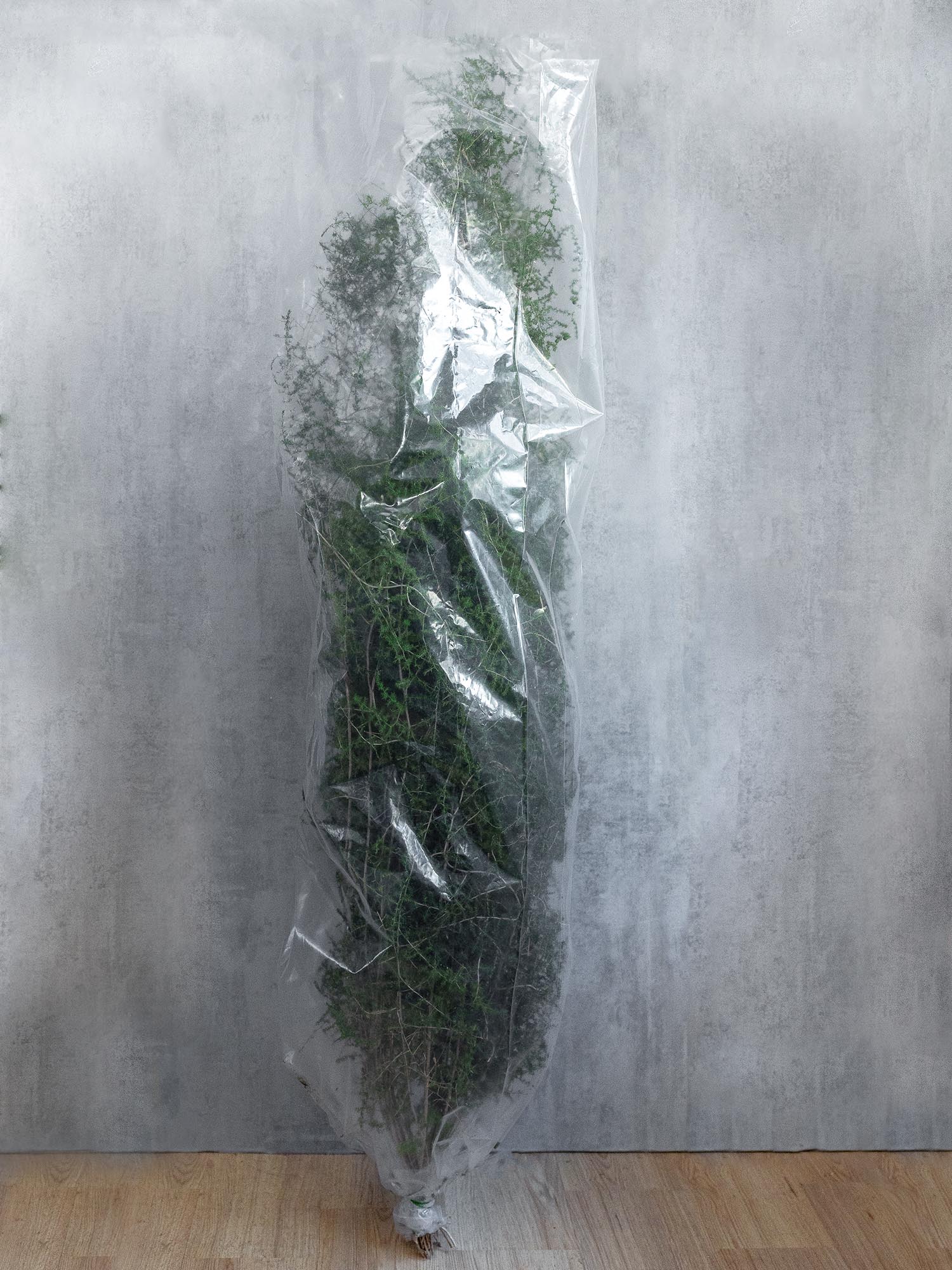 blumigo-asparagus-wild-nature-bindegr-n-25-stiele-xl image 3