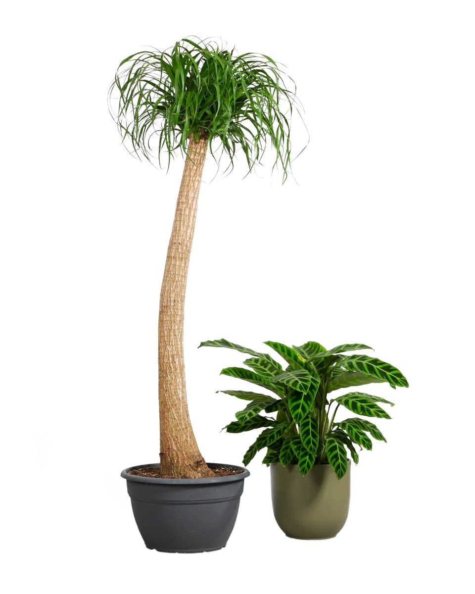 plnts-rareplnts-beaucarnea-recurvata-elefantenfu-160-cm image 1