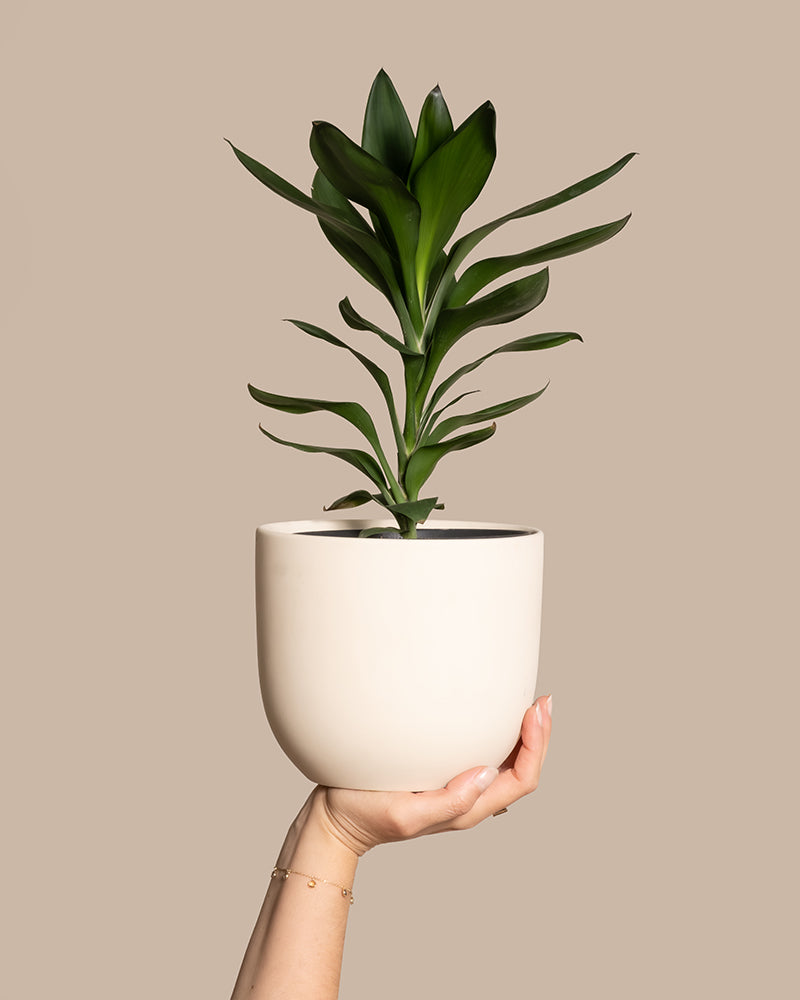 feey-keulenlilie-cordyline-zimmerpflanze-tierfreundlich image 1