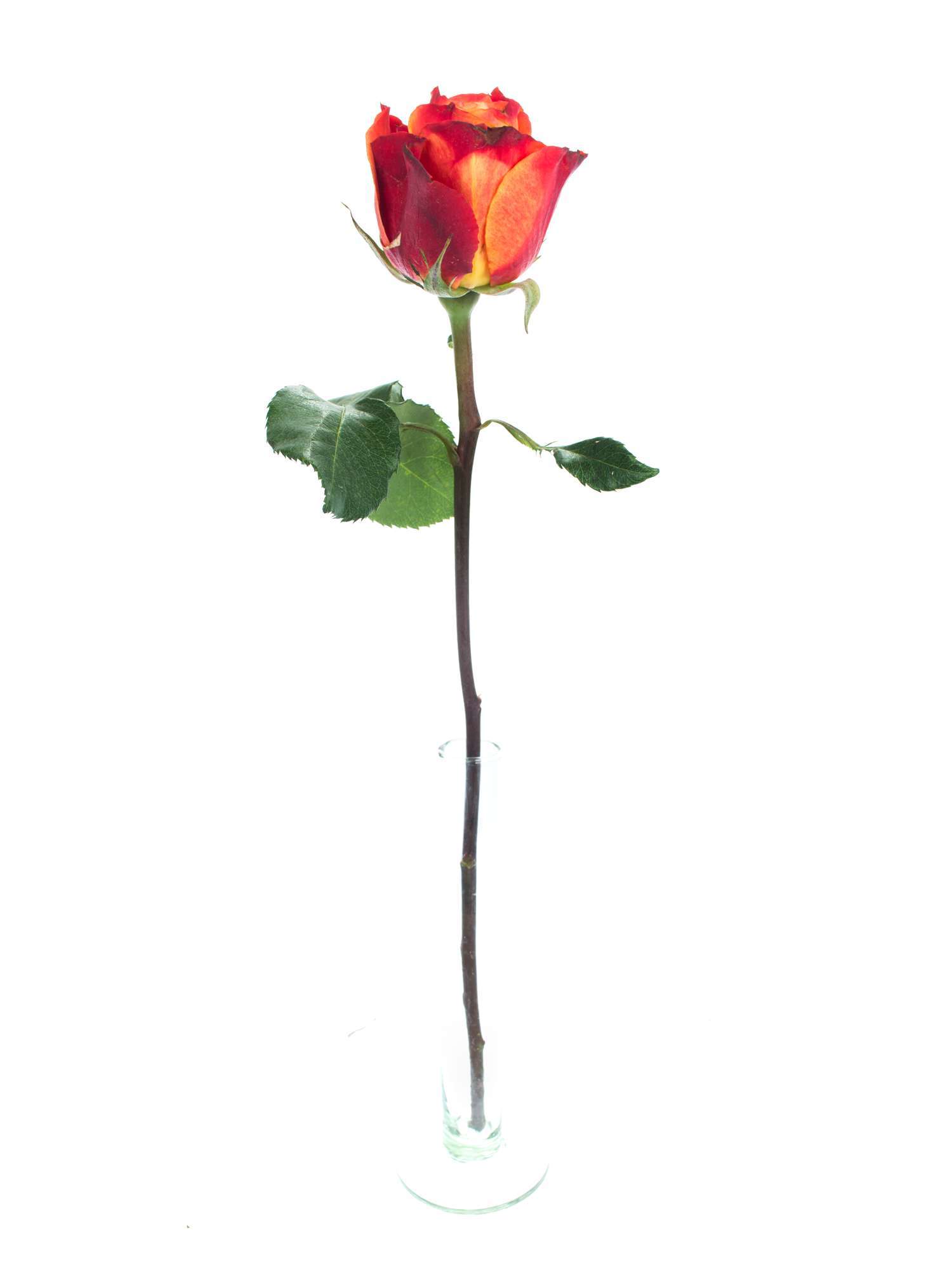 blumigo-rosen-atomic-rose-orange-rot-schnittrose image 3