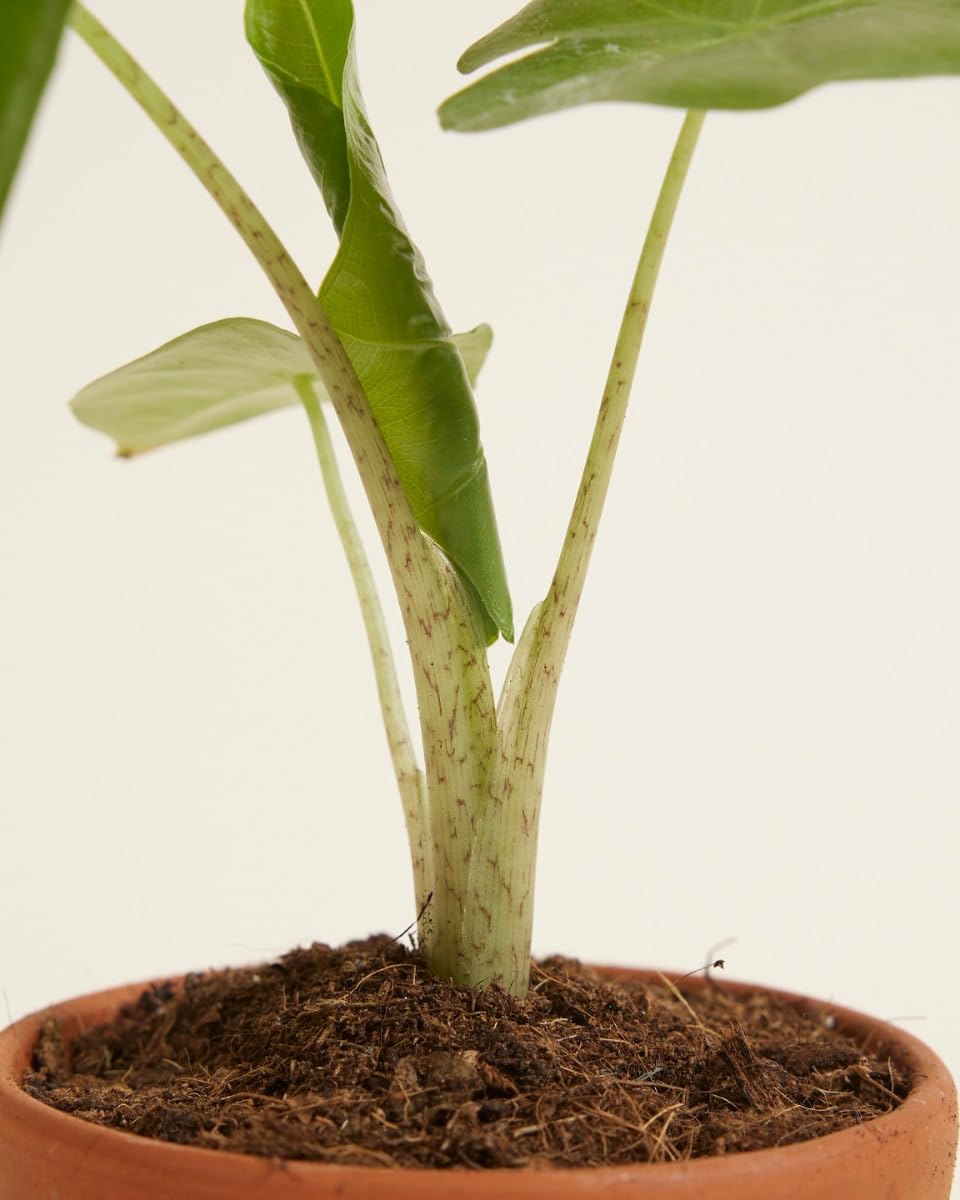 plnts-babyplnts-alocasia-portodora-zimmerpflanze-20-cm-gr-n image 4