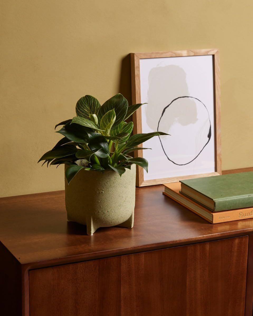 plnts-philodendron-birkin-zimmerpflanze-11cm-topf-panaschiert image 5