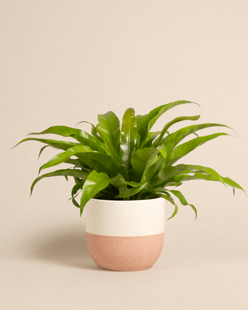 feey-nestfarn-asplenium-zimmerpflanze-tierfreundlich image 5