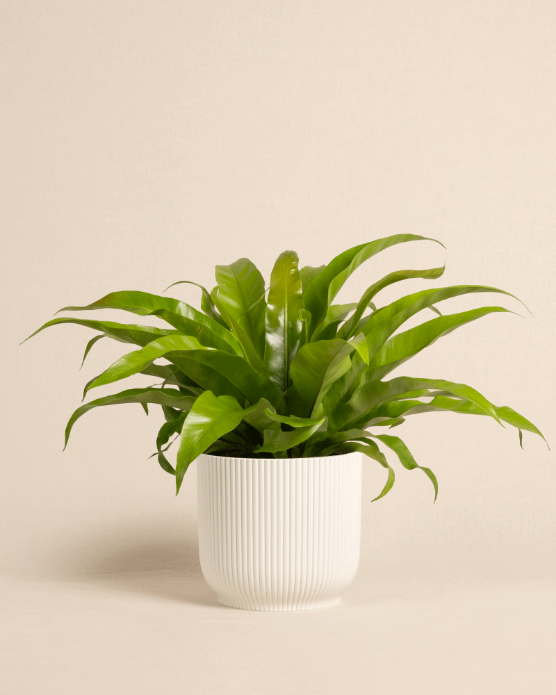 feey-nestfarn-asplenium-zimmerpflanze-tierfreundlich image 8