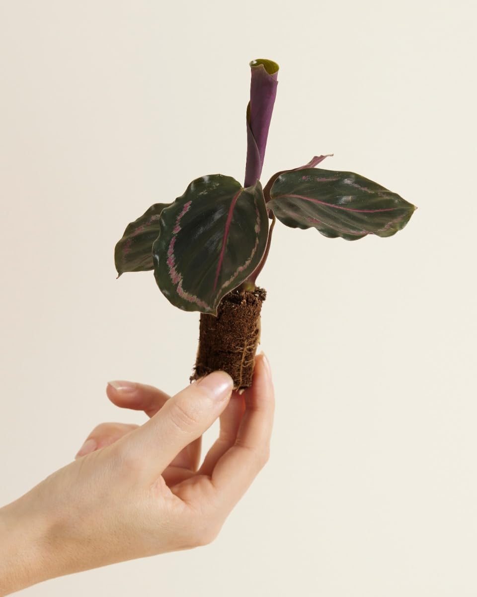 plnts-babyplnts-calathea-medallion-gebetspflanze-15cm image 2