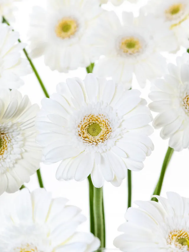 blumigo-gerbera-mini-bianchi-schnittblume-wei image 1
