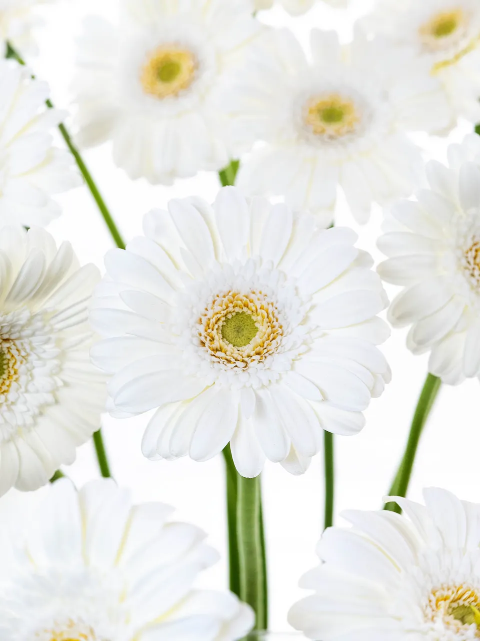 blumigo-gerbera-mini-bianchi-schnittblume-wei image 1
