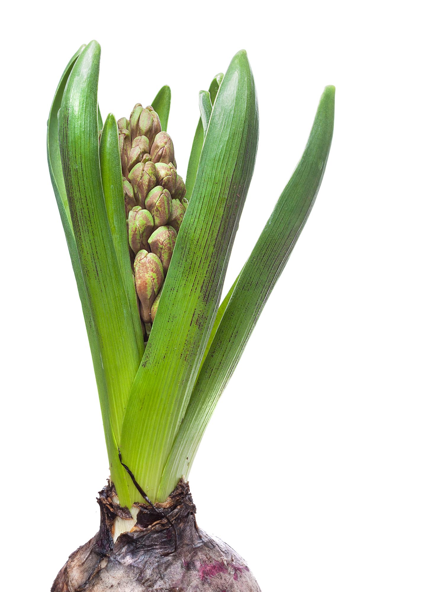 blumigo-fr-hlingsknollen-hyazinthen-bunt-gemischt-knolle image 3