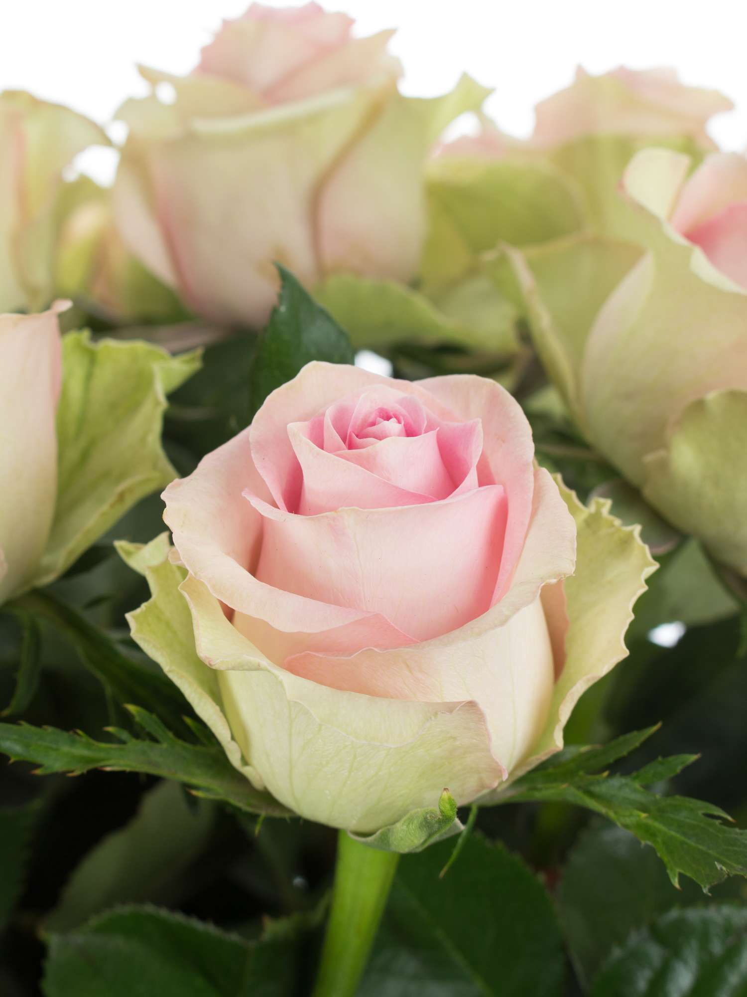 blumigo-rosen-brigitte-bardot-rosa-schnittblumen-frisch image 1