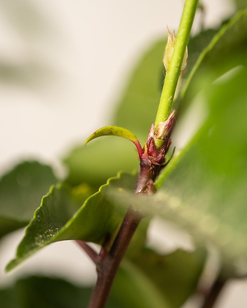 feey-amsterdam-prunus-lusitanica-strauch-ohne-topf-2-3-m image 2