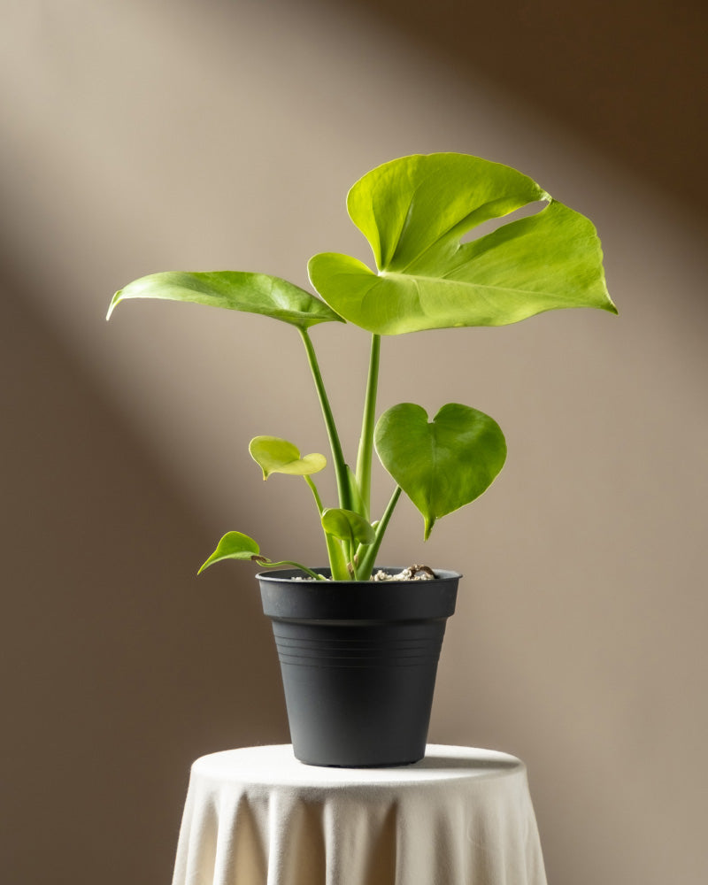 feey-monstera-cheesy-zimmerpflanze-ohne-bertopf-rarit-t image 3
