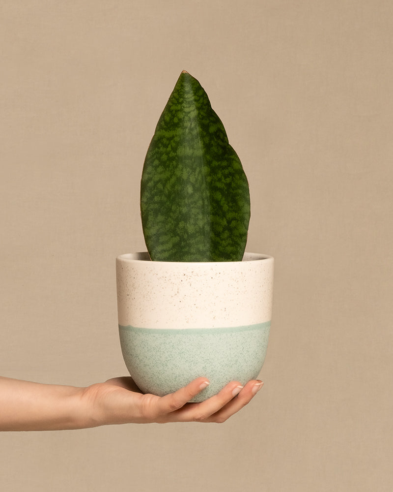feey-variado-sansevieria-victoria-zimmerpflanze-15-25-cm image 1