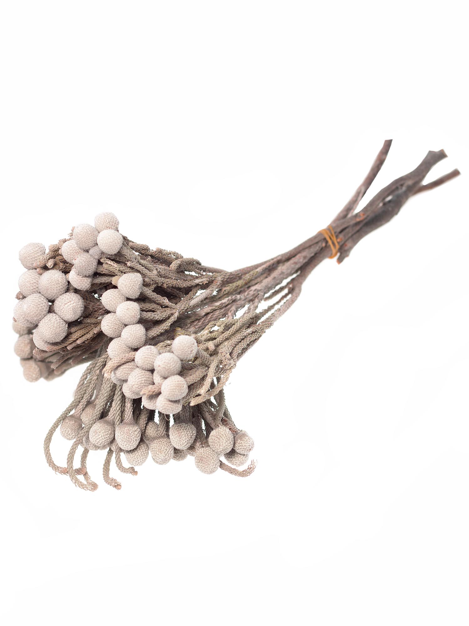 blumigo-trockenblumen-brunia-albiflora-silber-wei-1-bund image 3