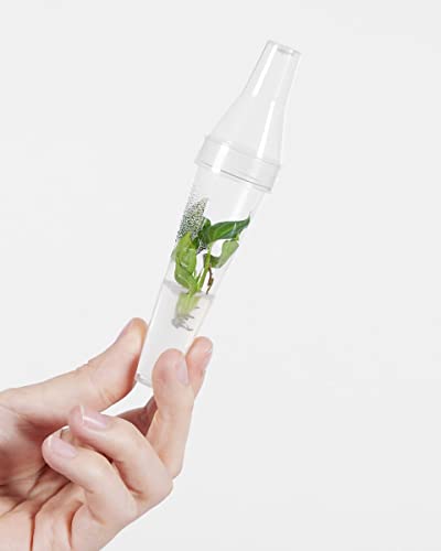 plnts-babyplnts-philodendron-verrucosum-babypflanze-13cm-pflegeleicht image 6