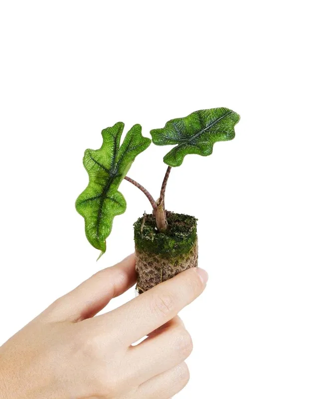 plnts-babyplnts-alocasia-jacklyn-zimmerpflanze-10cm image 1