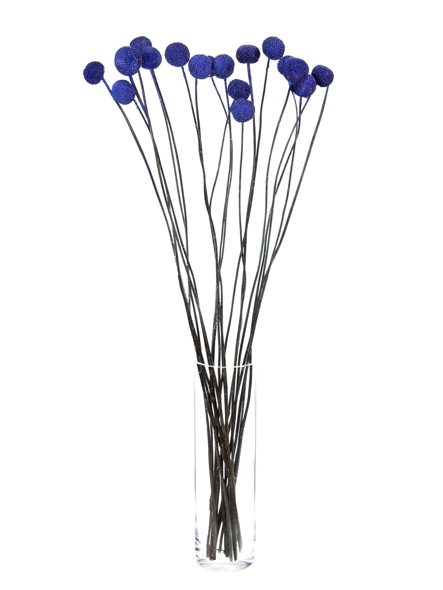 blumigo-trockenblumen-craspedia-trockenblume-violett image 2