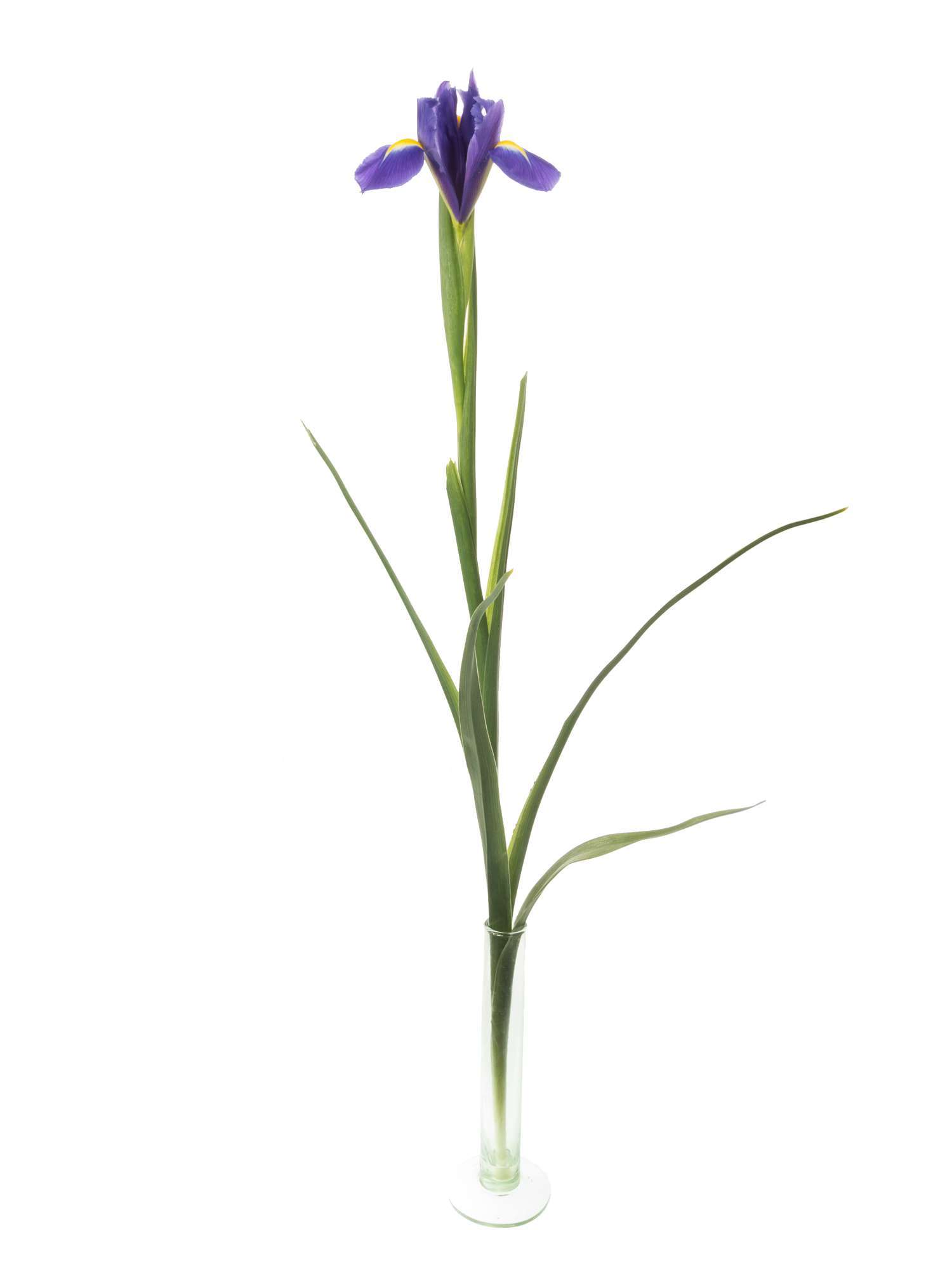 blumigo-iris-blue-magic-blaue-schnittblume image 4