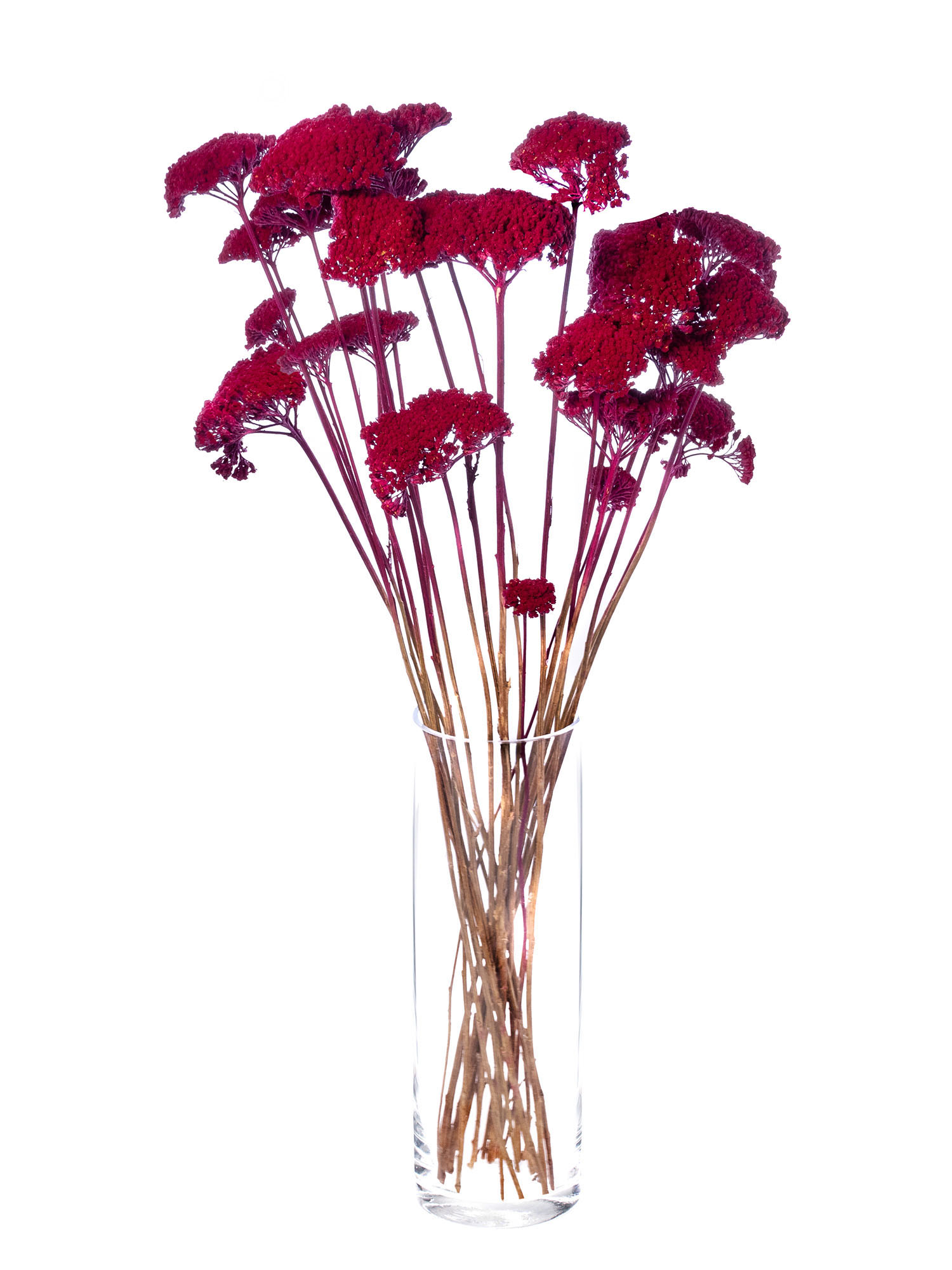 blumigo-achillea-schafgarbe-trockenblumen-rot-gef-rbt image 2