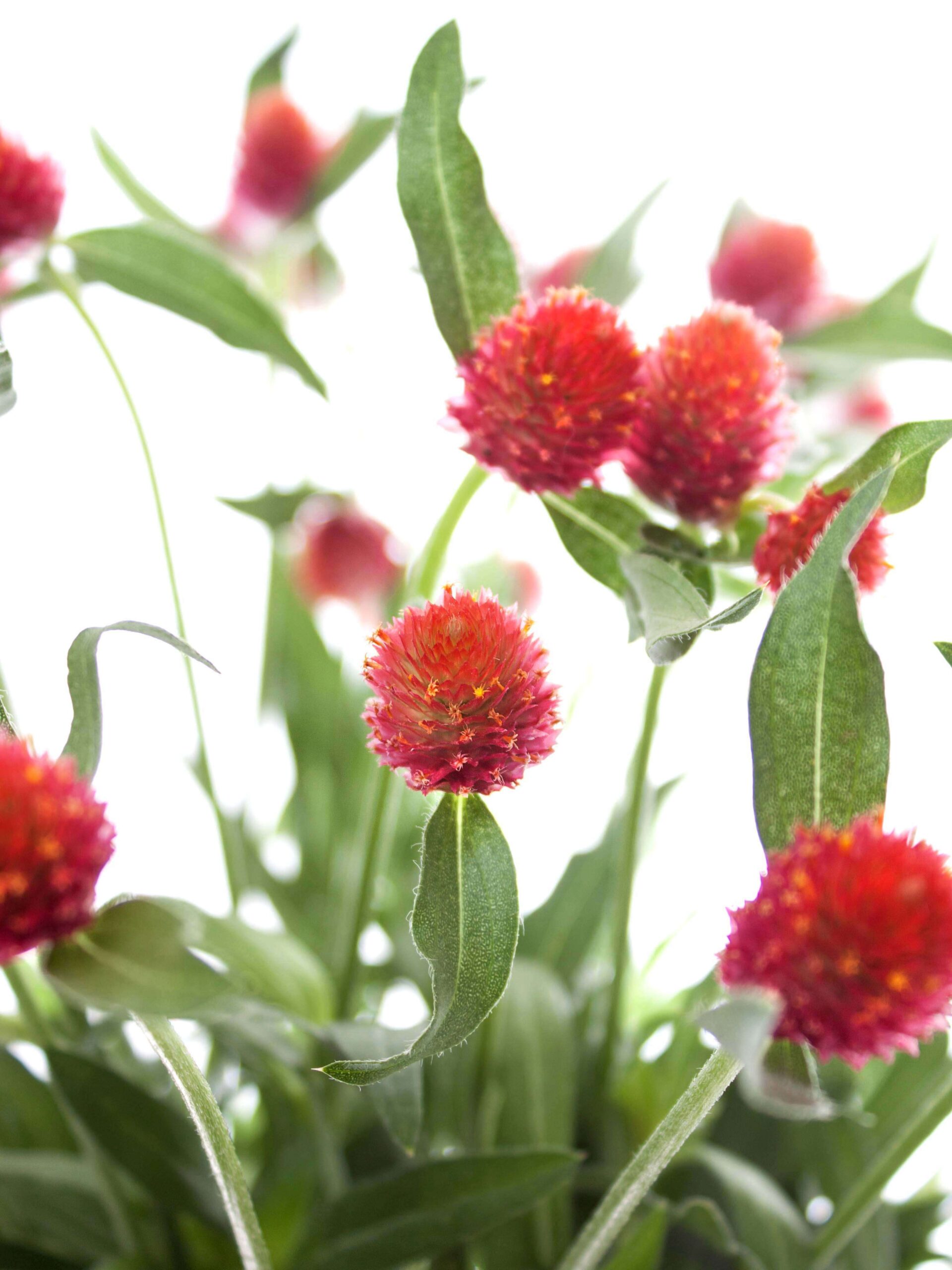 blumigo-gomphrena-kugelamarant-orange-schnittblume image 1