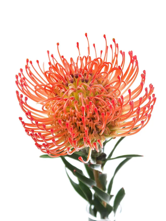 blumigo-nadelkissen-protea-succession-orange-rot-stiel image 1