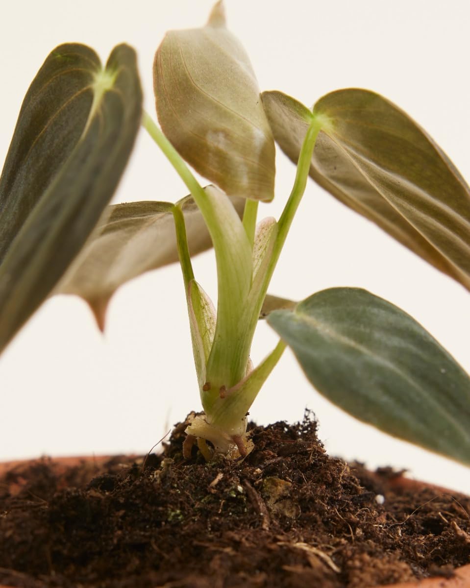 plnts-baby-philodendron-melanochrysum-zimmerpflanze-10cm image 3