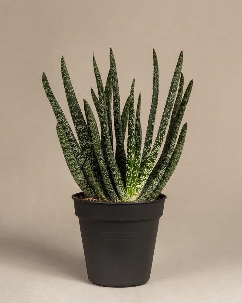 feey-variado-gasteria-verrucosa-sukkulente-ohne-bertopf image 3