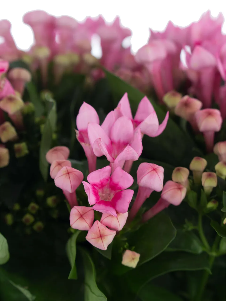 blumigo-royal-daphne-bouvardie-pink-einzelstiel image 1
