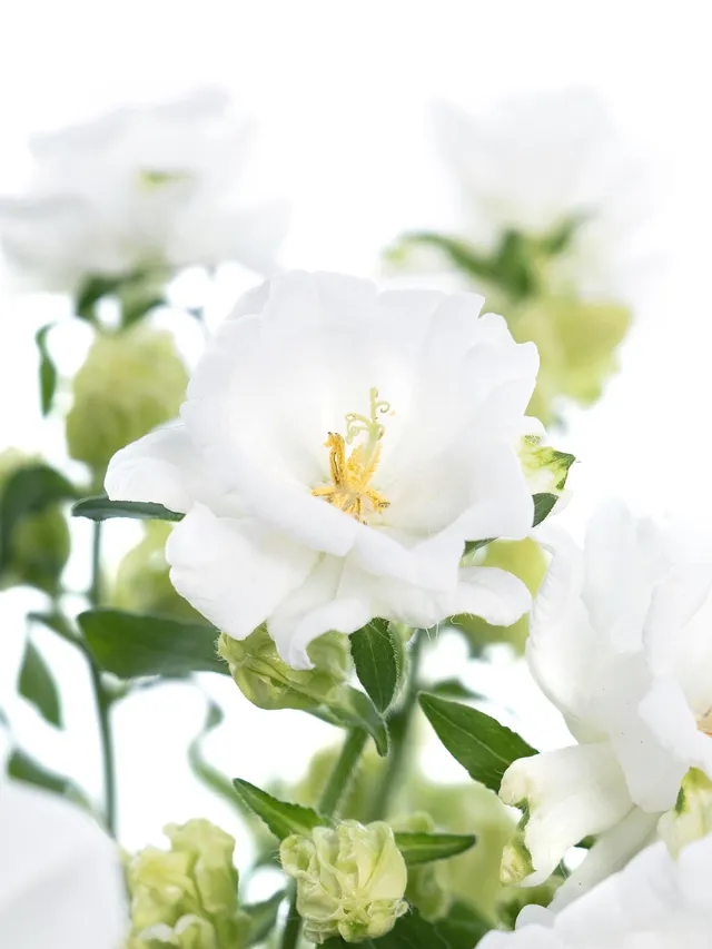 blumigo-glockenblumen-champion-white-schnittblume-wei image 1
