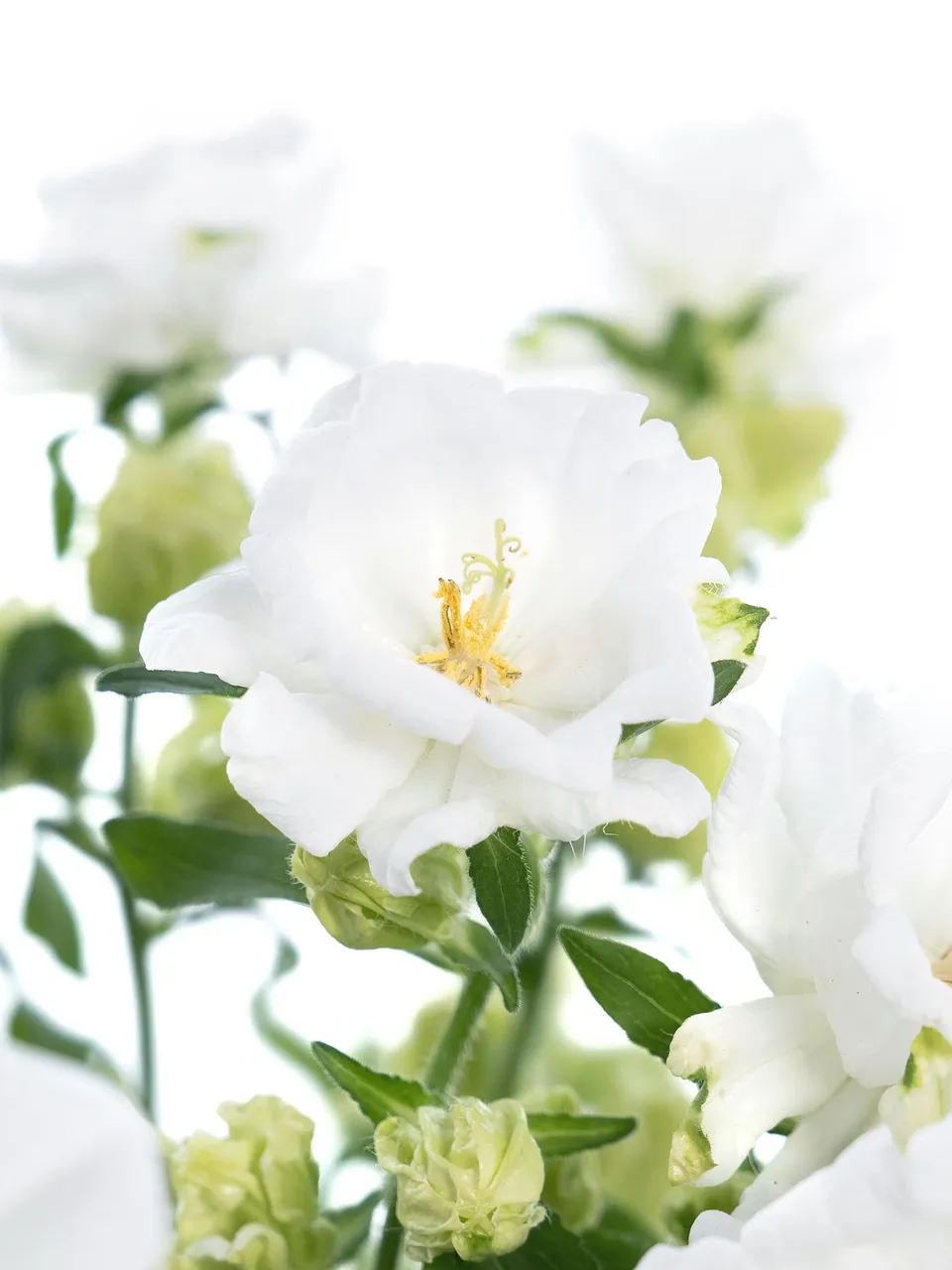 blumigo-glockenblumen-champion-white-schnittblume-wei image 1