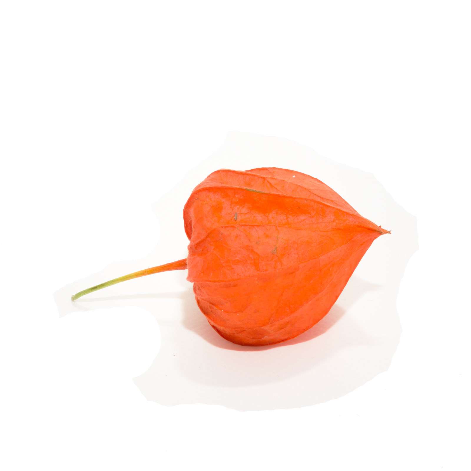 blumigo-herbstdeko-physalis-kapstachelbeere-orange-zweig image 2