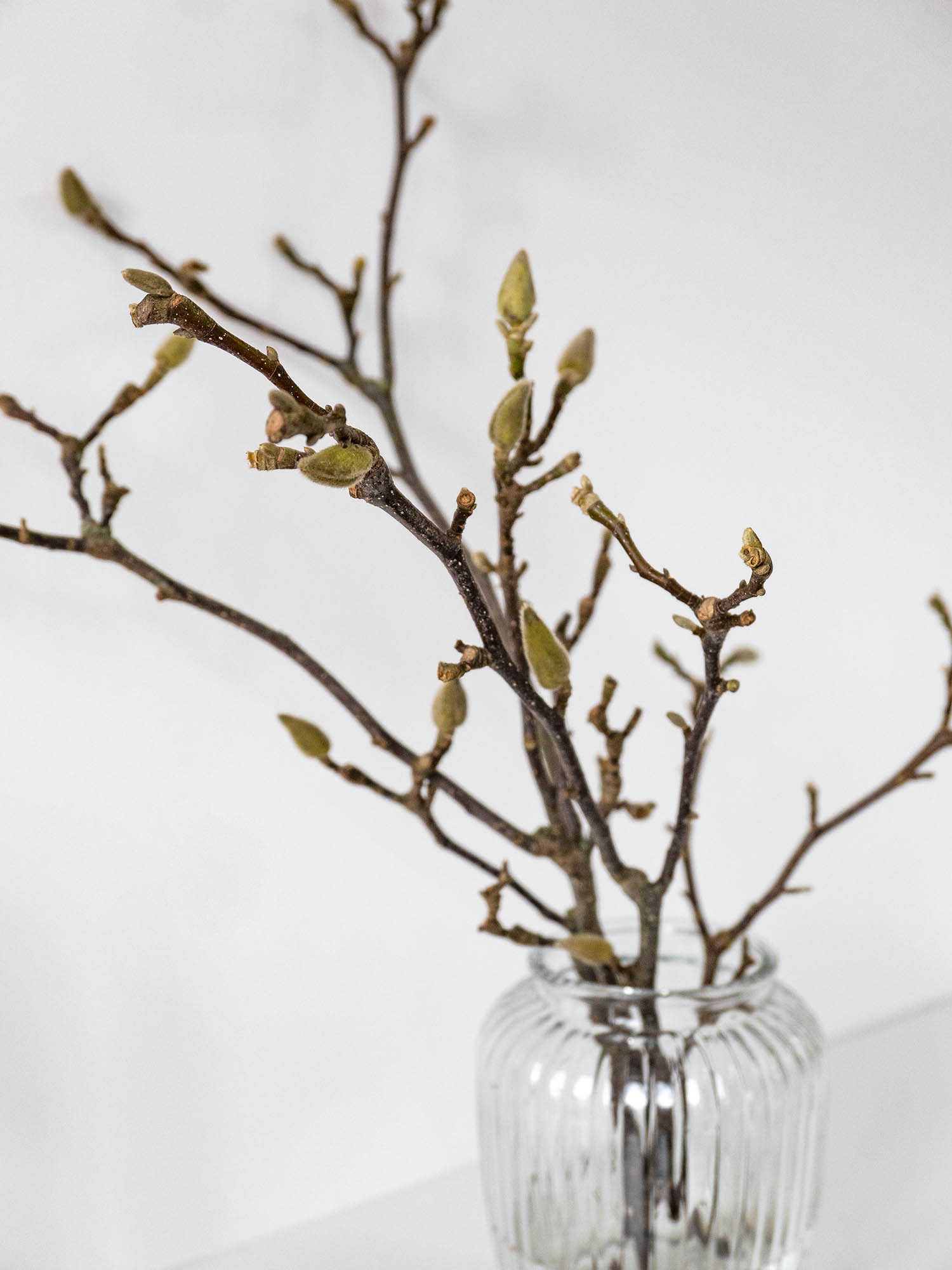 blumigo-zweige-magnolienzweige-rosa-wei-bl-hzweige image 7