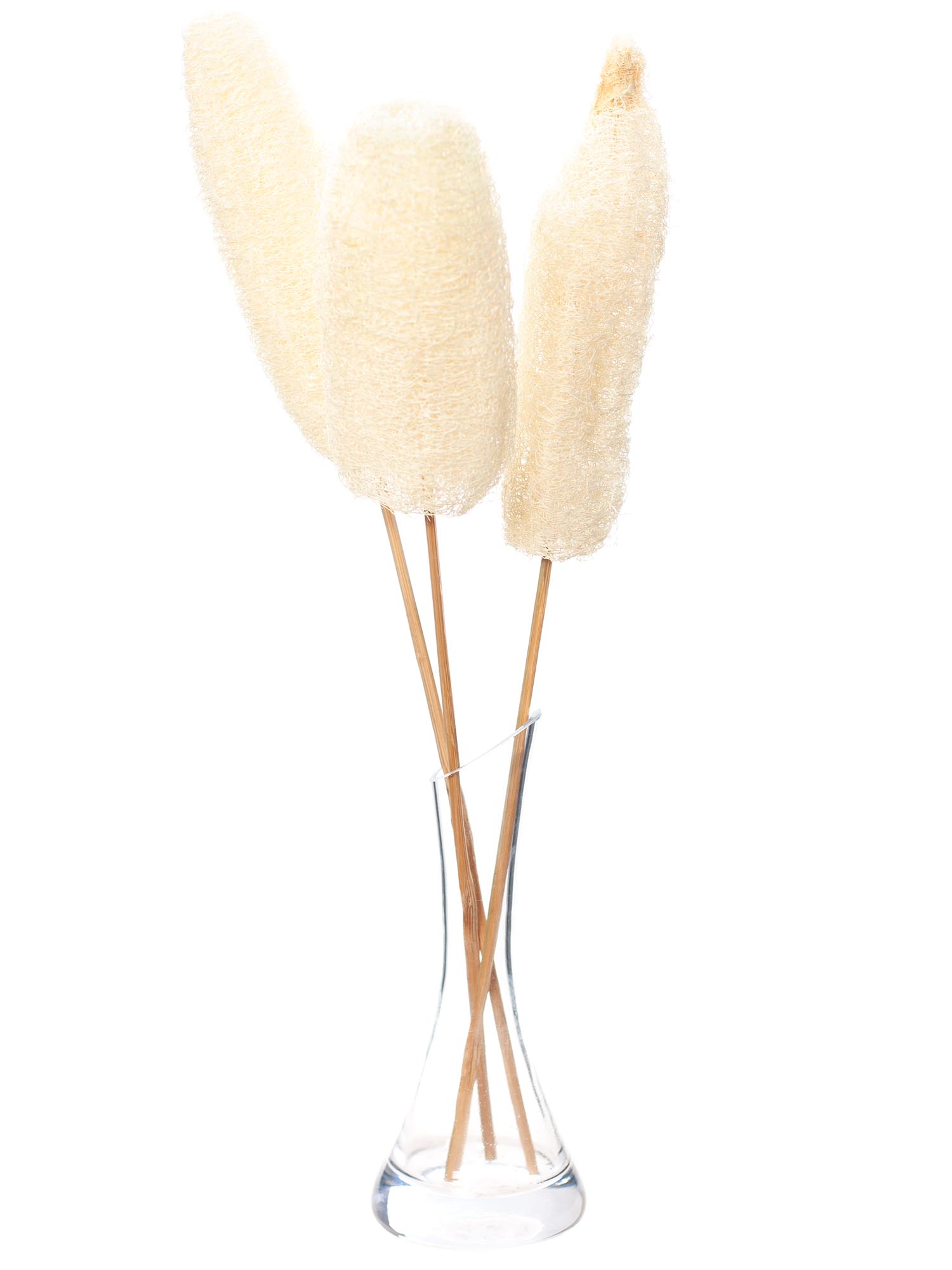 blumigo-trockenblumen-luffa-am-stab-creme-wei-gebleicht image 2