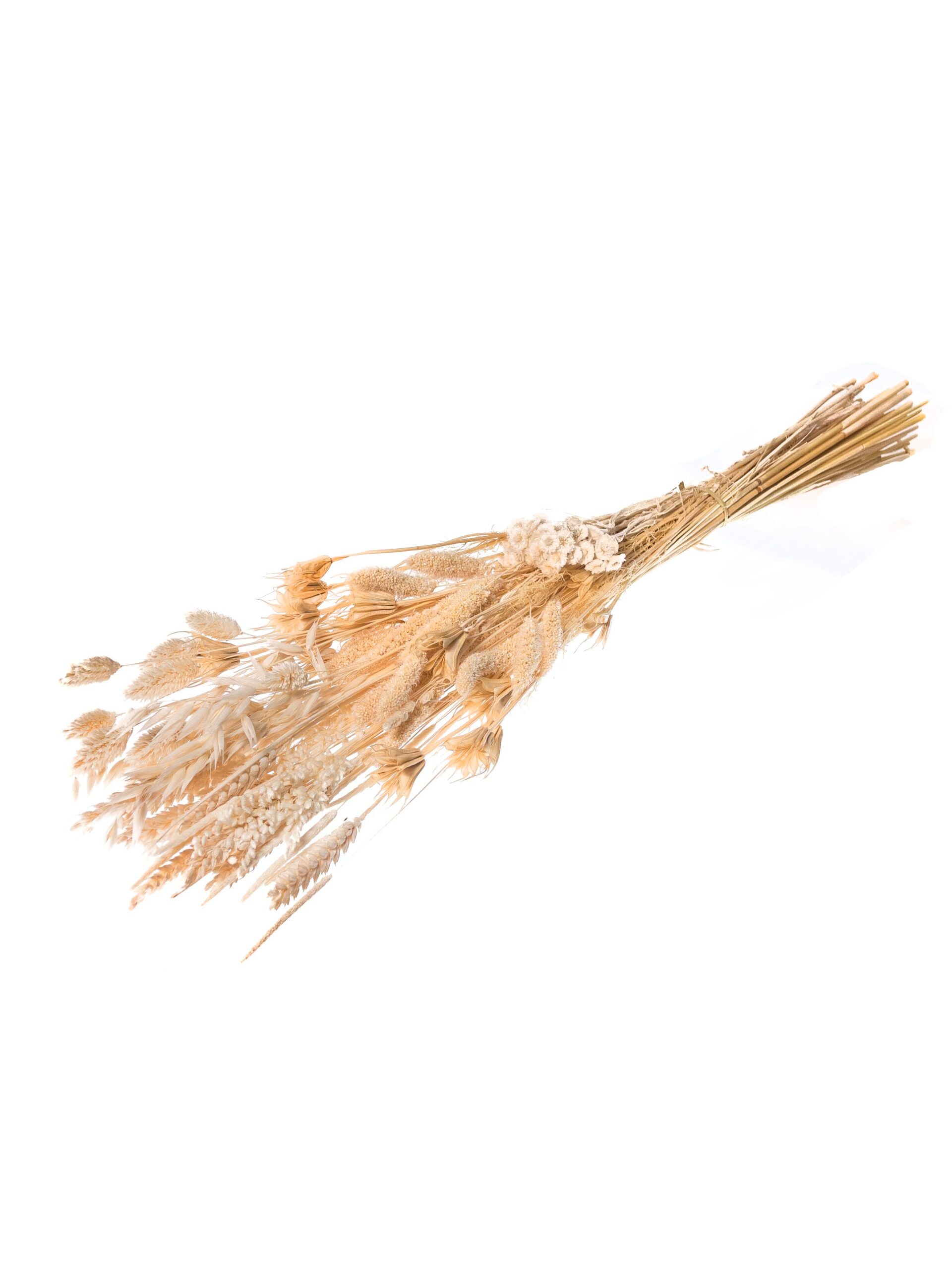 blumigo-trockenblumen-coconut-dream-mix-trockenstrau-gebleicht image 3
