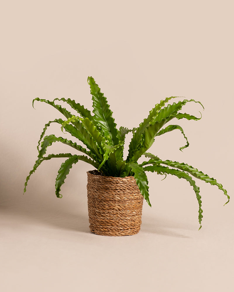 feey-gewellter-nestfarn-asplenium-zimmerpflanze-mittel-ohne-topf image 7