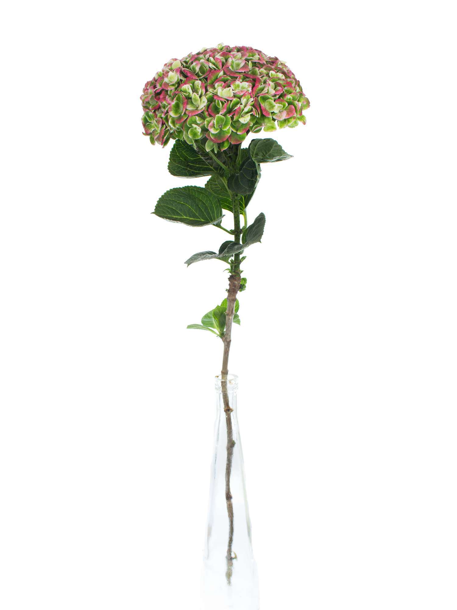 blumigo-revolution-classic-hortensie-gr-n-rot-gro-blumig image 2