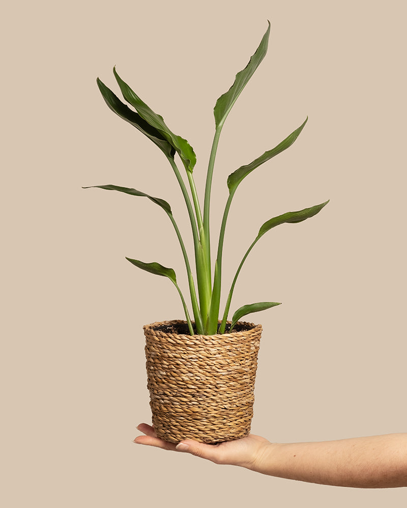 feey-variado-strelitzia-reginae-zimmerpflanze-ohne-bertopf-viel-licht image 1