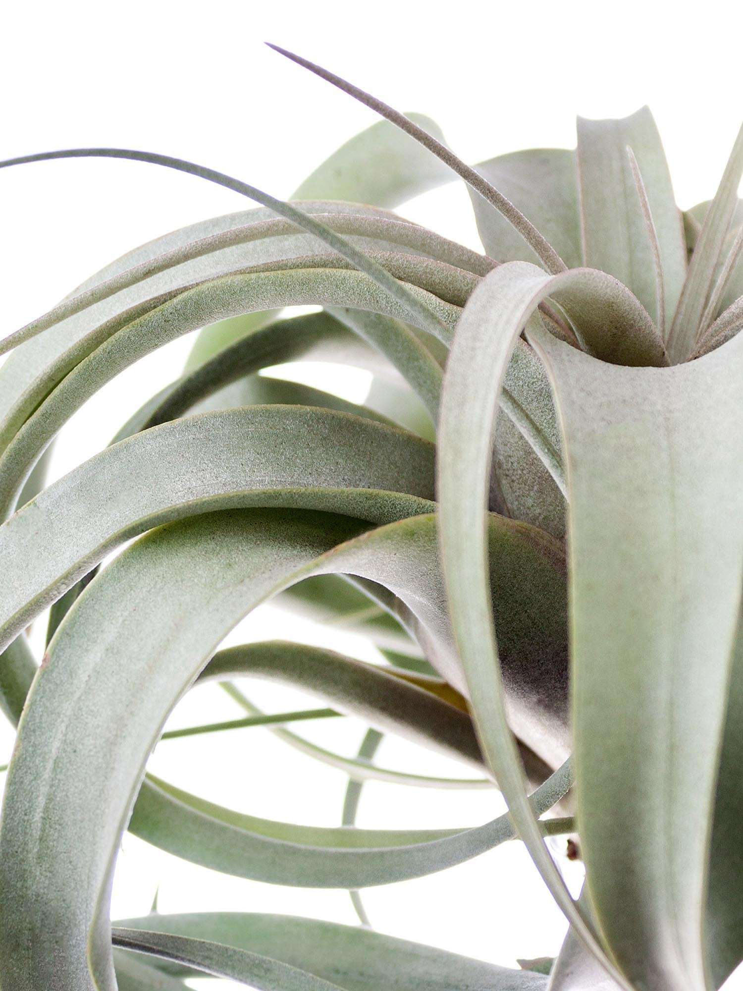 blumigo-tillandsia-xerographica-xl-luftpflanze-gr-n-silber image 4
