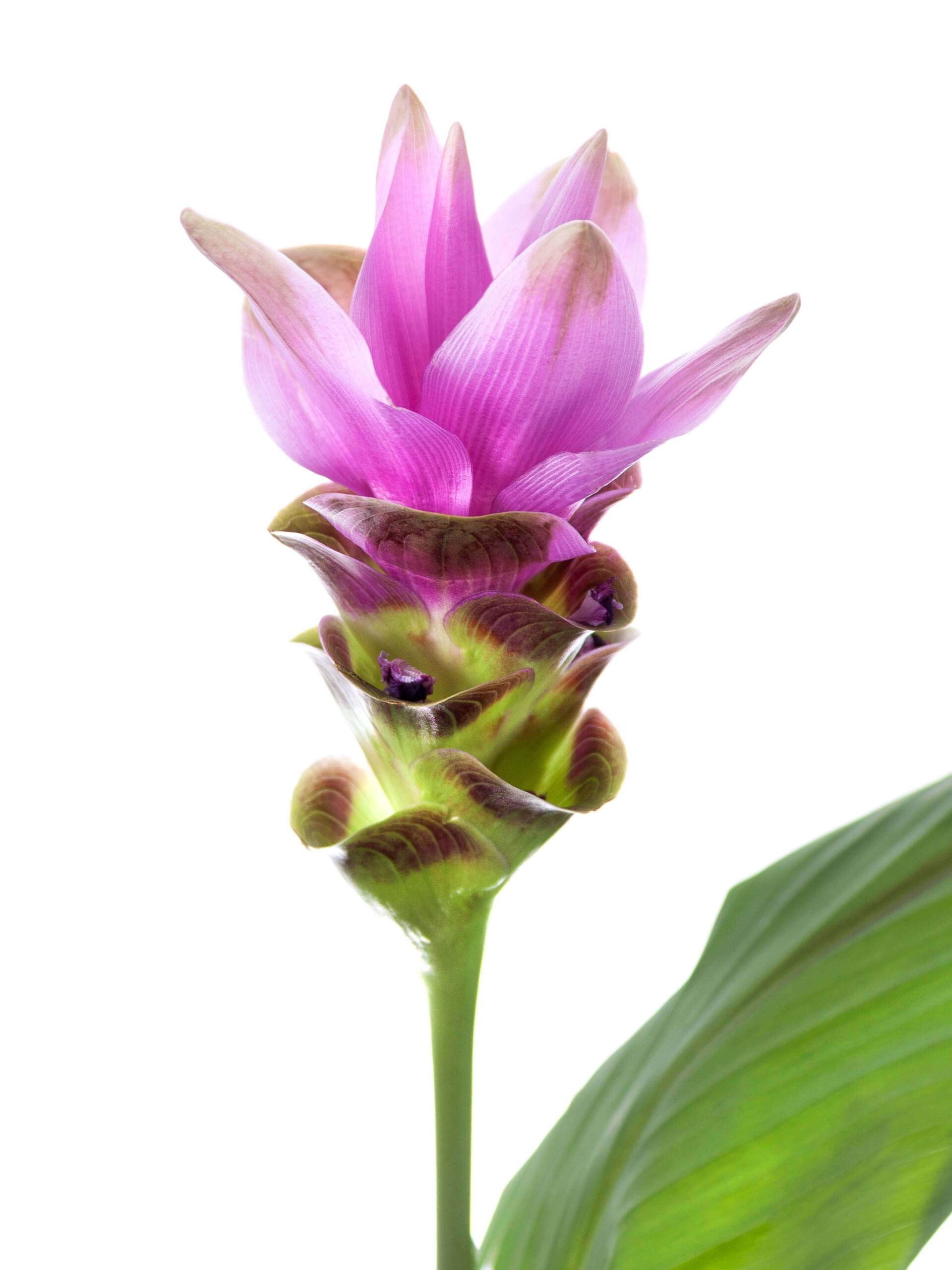 blumigo-kurkuma-siam-shadow-pink-schnittblume-stiel image 4