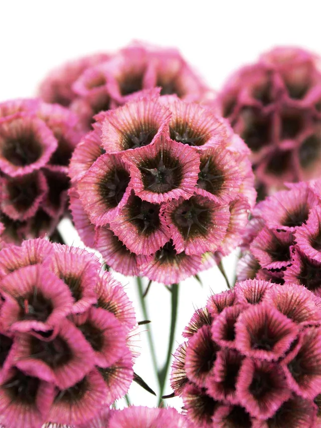 blumigo-trockenblumen-skabiosen-trockenblume-pink image 1