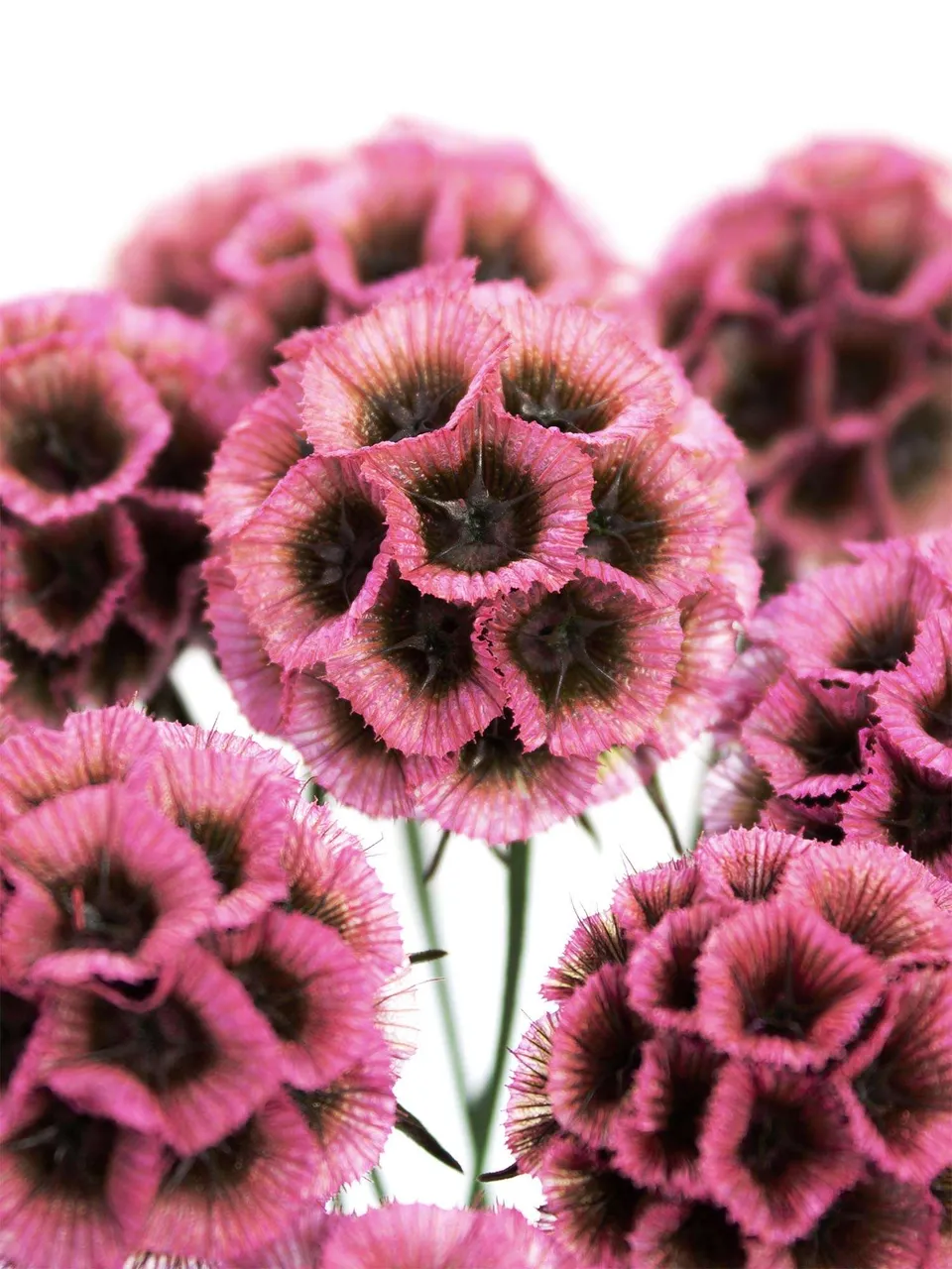 blumigo-trockenblumen-skabiosen-trockenblume-pink image 1