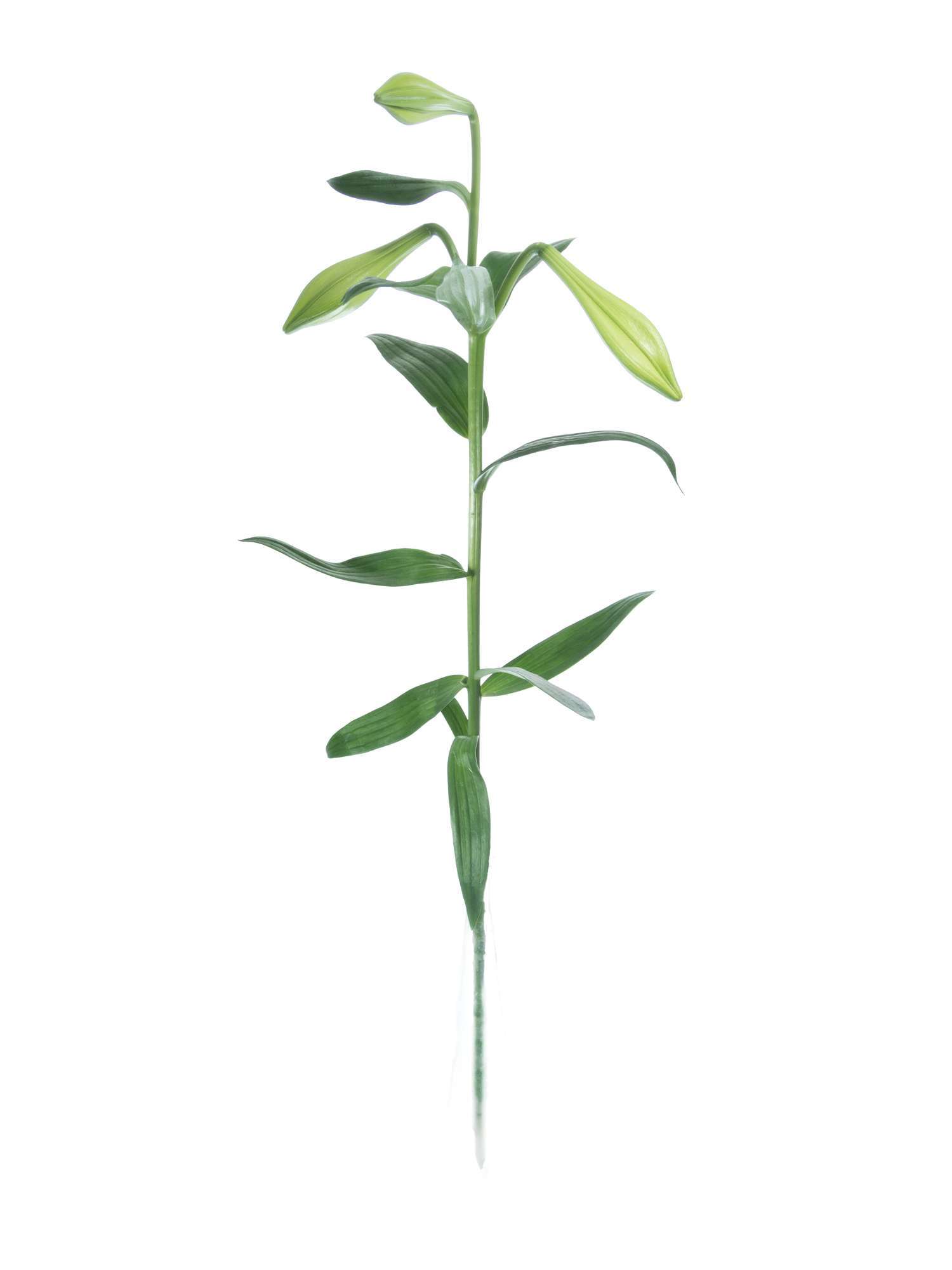 blumigo-lilien-white-heaven-wei-e-schnittblumen-frisch image 3