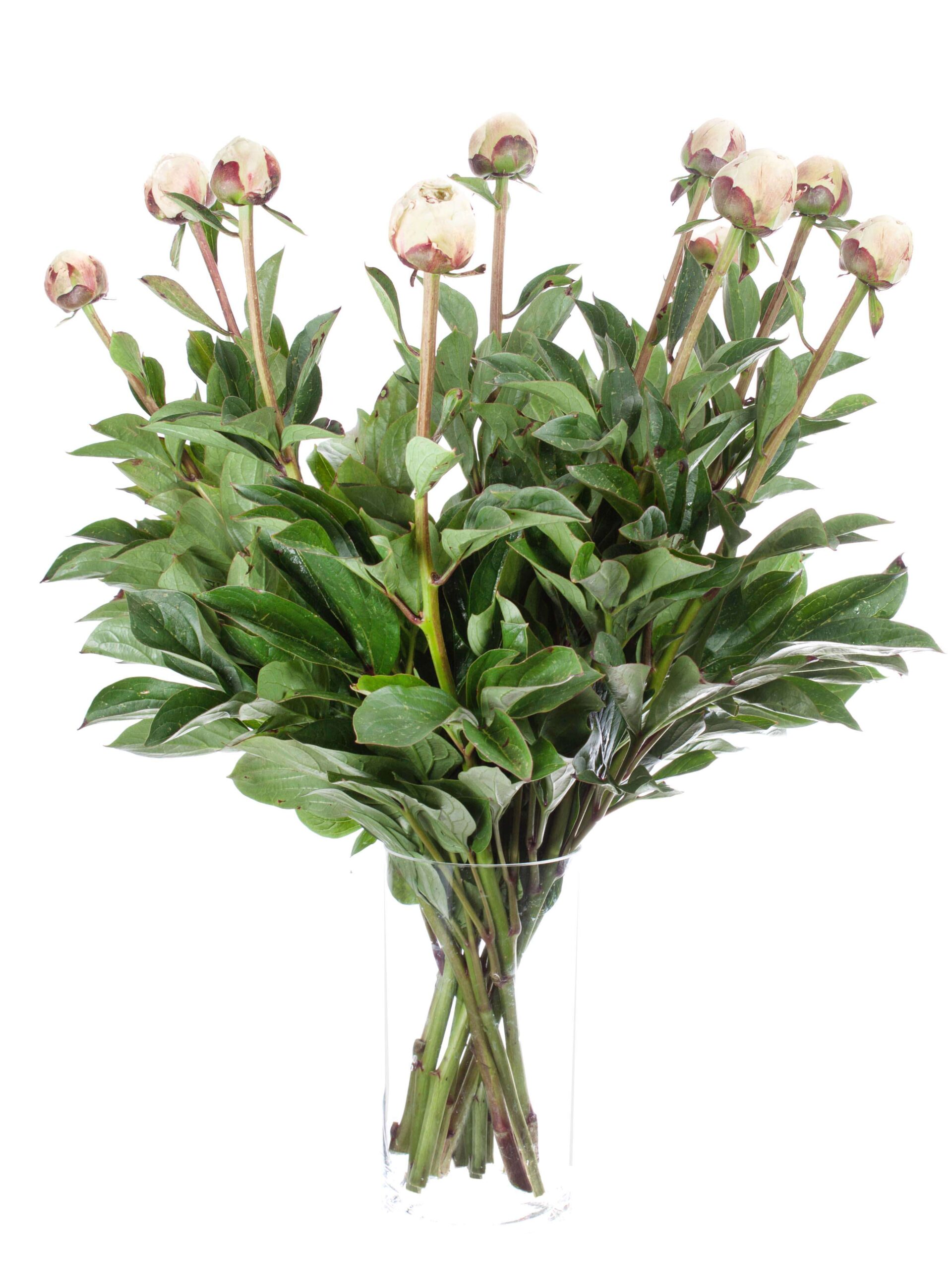 blumigo-pfingstrosen-odile-schnittblume-creme-stiel image 4
