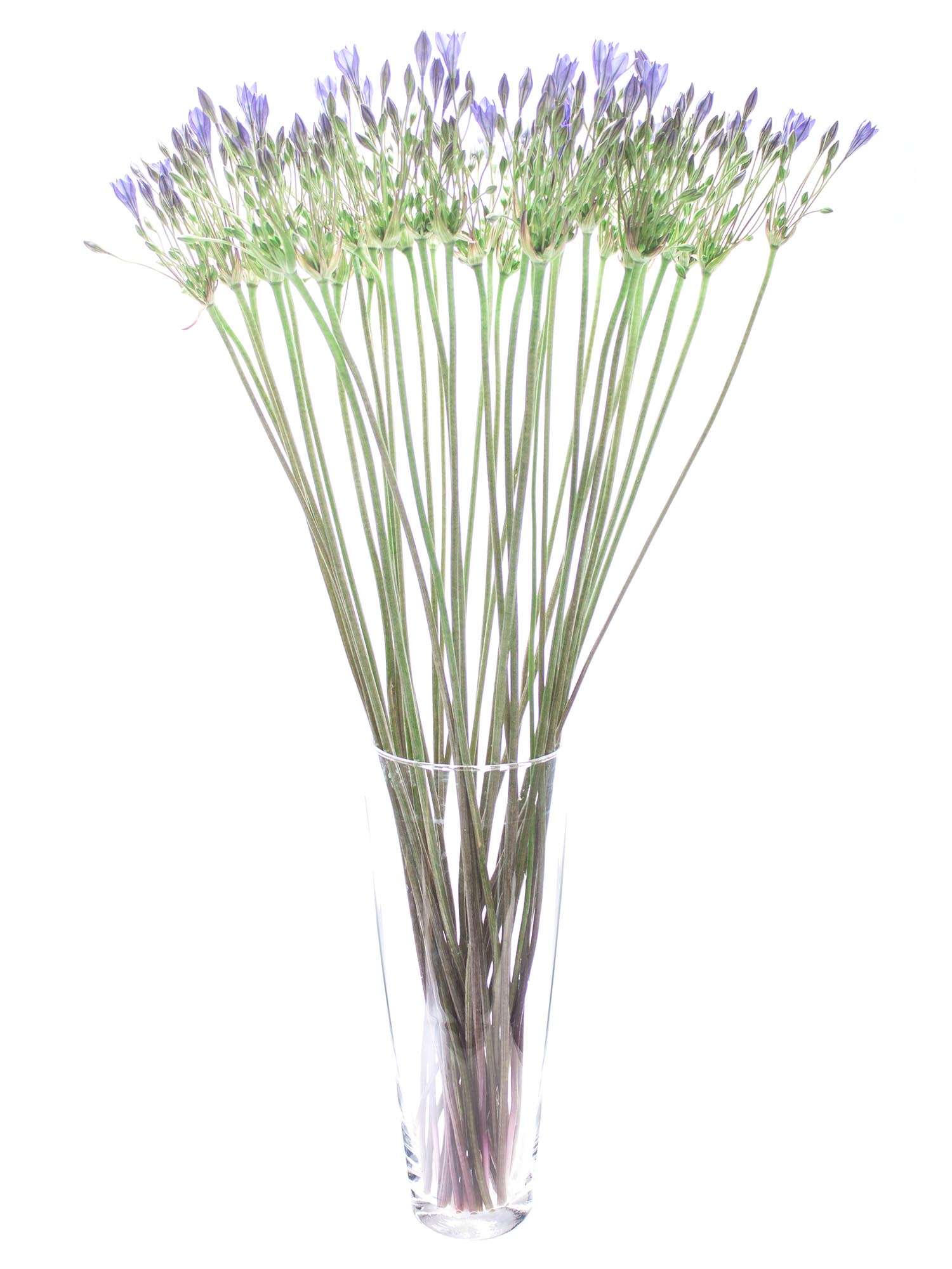 blumigo-blattwerk-sternblume-brodiaea-blues-schnittblume-blau image 2
