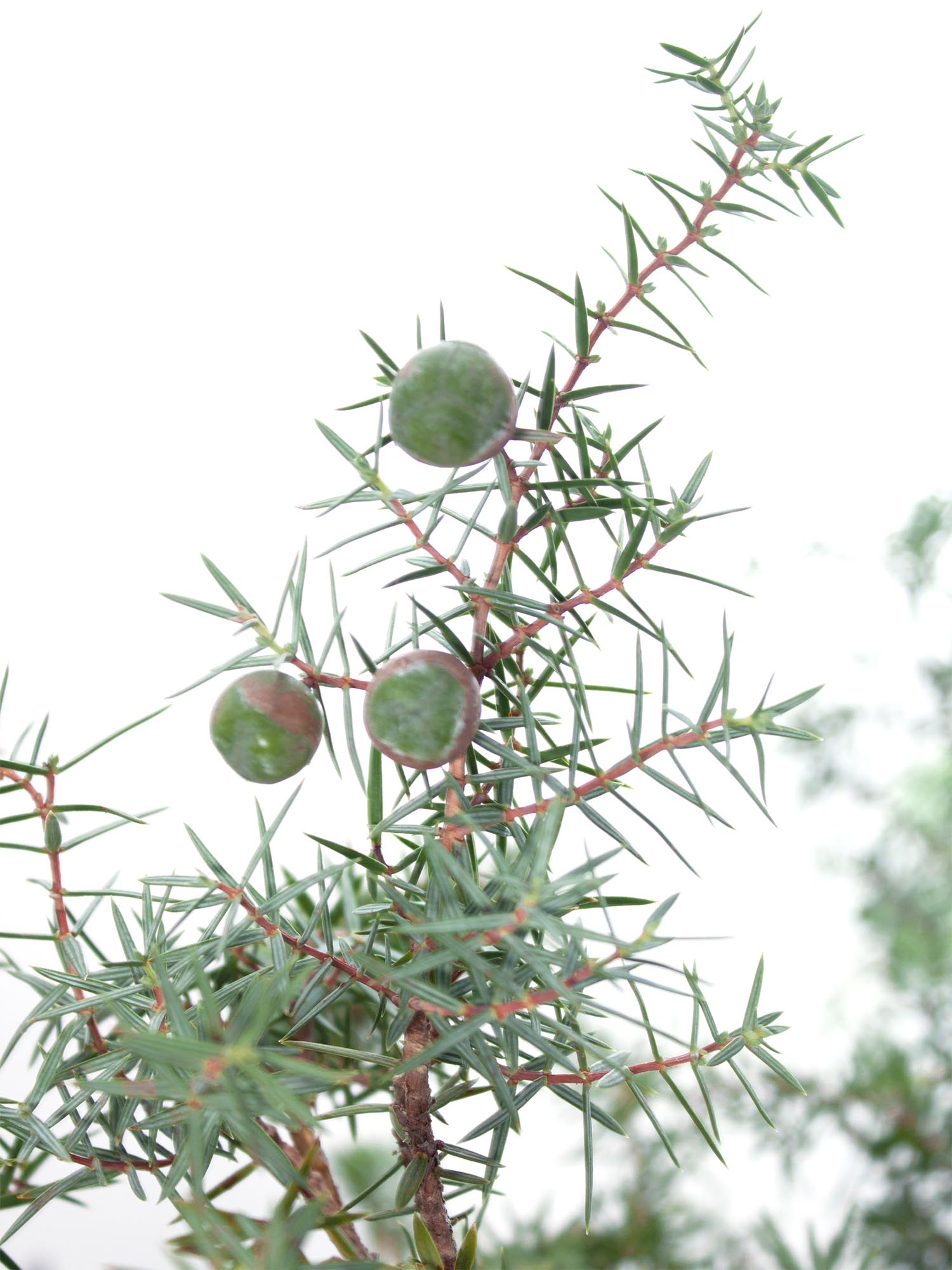 blumigo-winterliches-gr-n-wacholdergr-n-schnittgr-n-bund image 3
